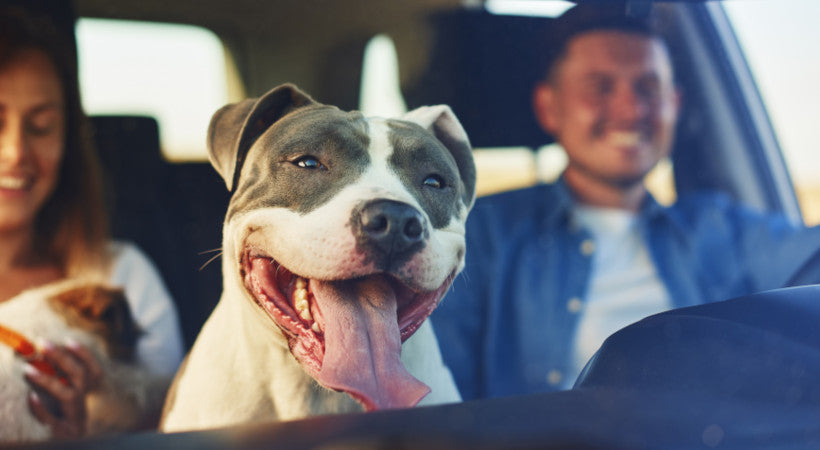 How to Travel With Pets in Car: Essential Tips for Safe Journeys
