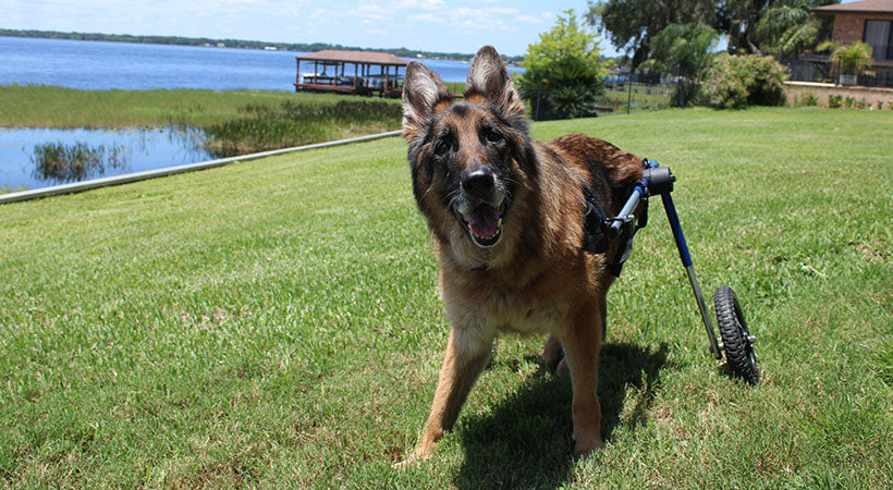 Breaking Down the Stigma Around Dog Wheelchairs – Walkin' Pets