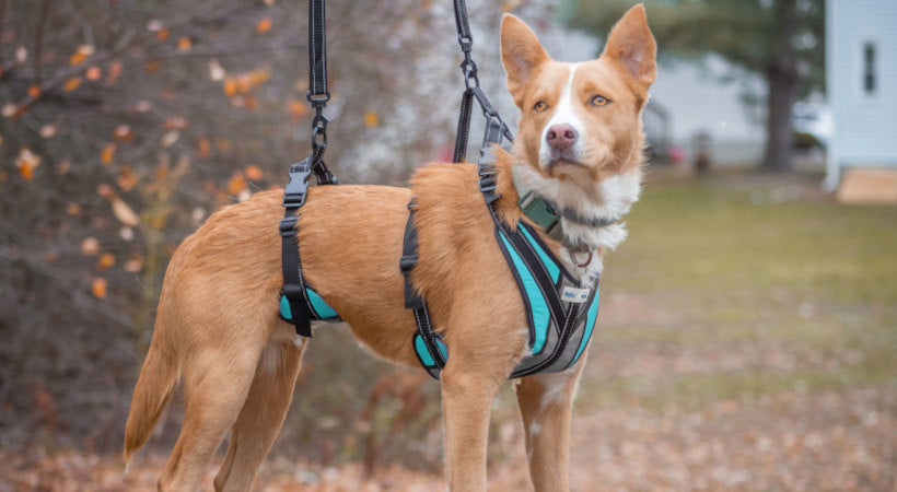 Harness to keep fashion dog from jumping