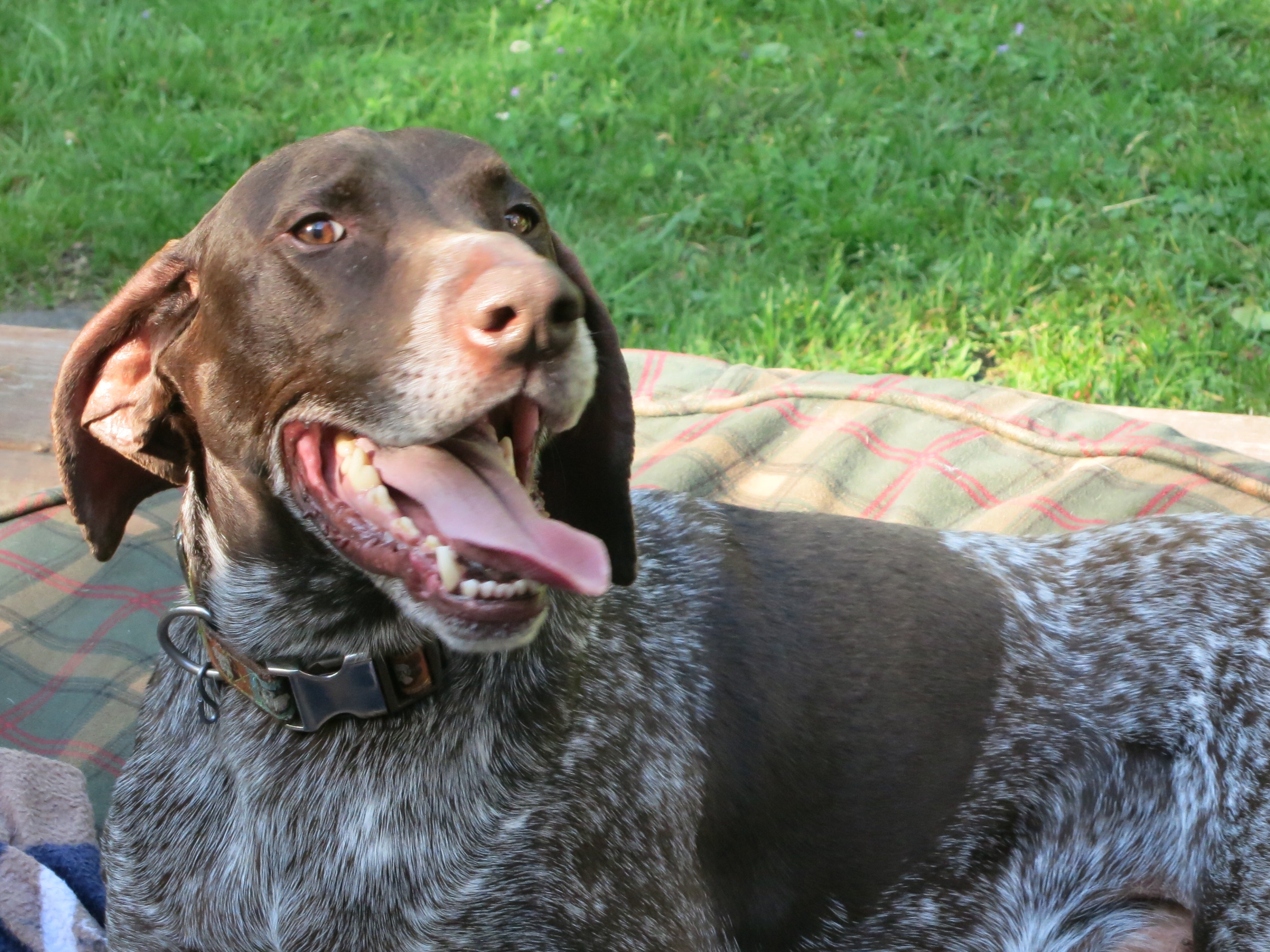 German Shorthaired Pointer Colors
