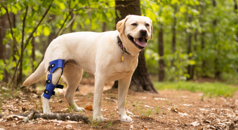 Can a Dog Be Double Jointed: Unveiling the Truth