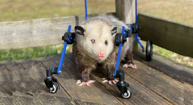 Nothing is Im-Possum-able for This Opossum – Walkin' Pets