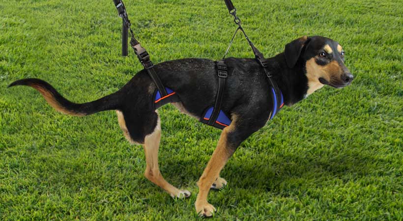 Handicappedpets rear lift combo dog harness best sale