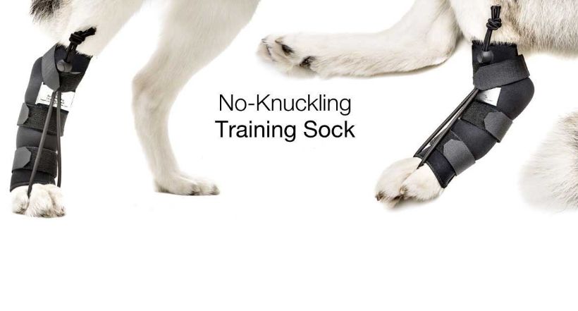 Walkin'Front No-Knuckling Training Sock|前足の下で指を鳴らしたり、前足をドラッグしたりするときに、犬が足を拾うのに役立つ Dog Knuckling or Dragging Paws Helped with No-Knuckling Training