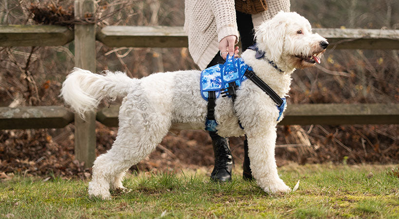 Dog harness to support front legs hotsell