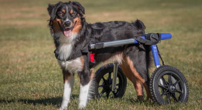 Feeding Aids For Dogs With Mobility Issues photo
