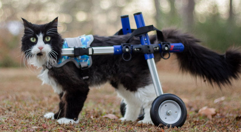 Cats With Special Needs: Compassionate Care Tips for Loving Owners