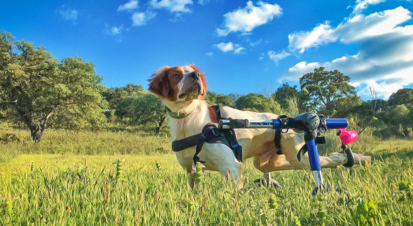 5 Foods That Help with Joint Pain and Mobility in Dogs | Walkin' Pets