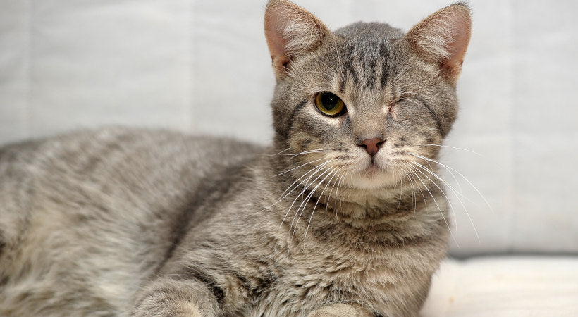 Adopt a Special Needs Cat: Transform Lives Today