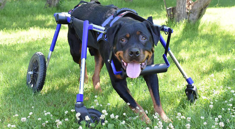 Zespół Wobblera u psów | Leczenie niestabilności kręgosłupa szyjnego ...