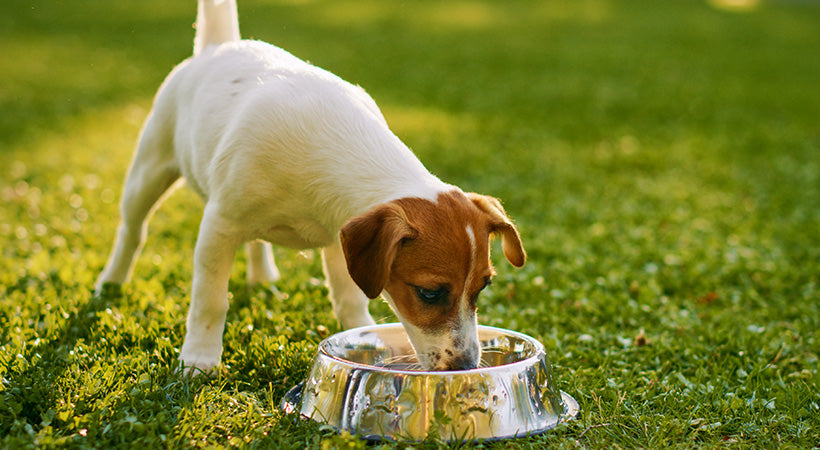 How to Provide Easier Access to Drinking Water for Pets with Mobility Difficulties Walkin Pets