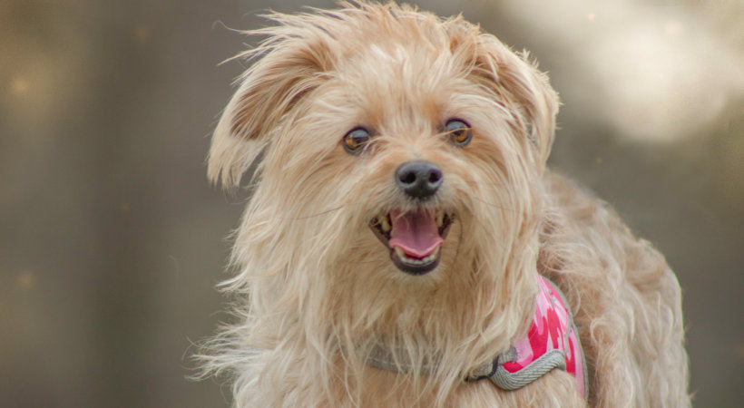 Traveling With Anxious Dog: Proven Tips for Stress-Free Trips