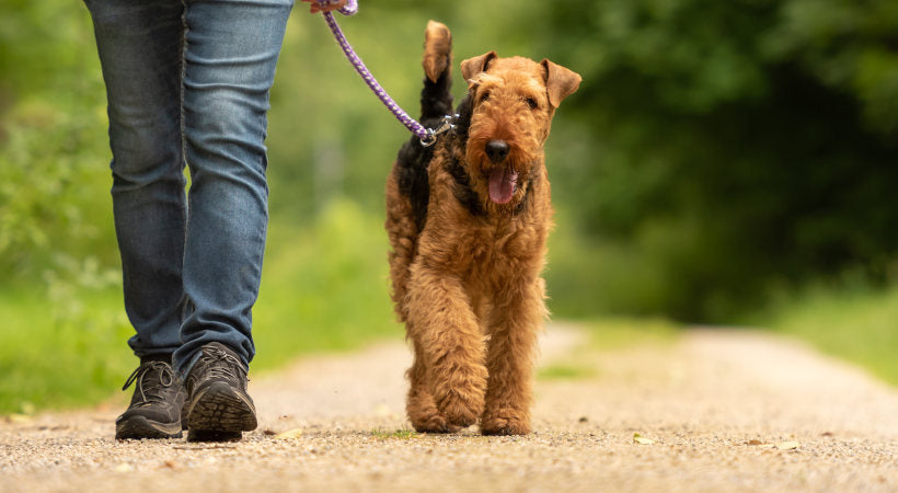 What to Know About Off-Leash Training Your Dog  Walkin' Pets