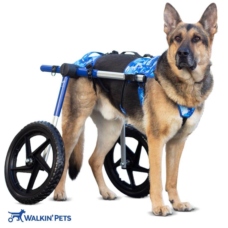 Dog harness with wheels best sale