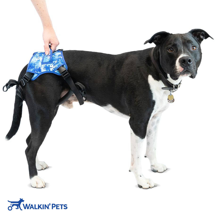 Rear Support Dog Harness Buddy Up Rear Harness Walkin Pets