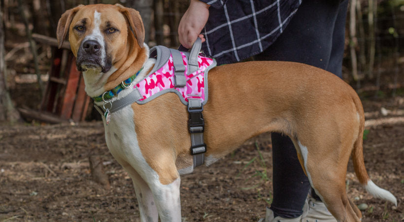 Dog model in her Walkin' Pets harness and a collar