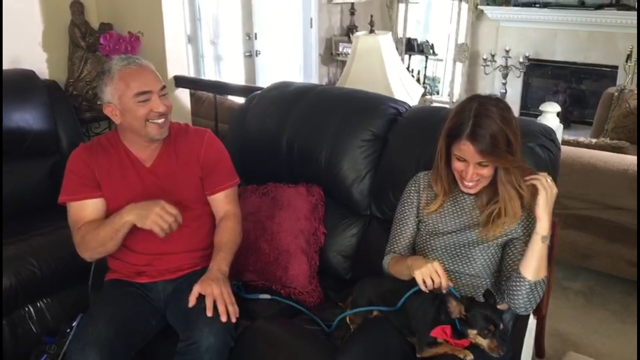 Cesar Millan TV show