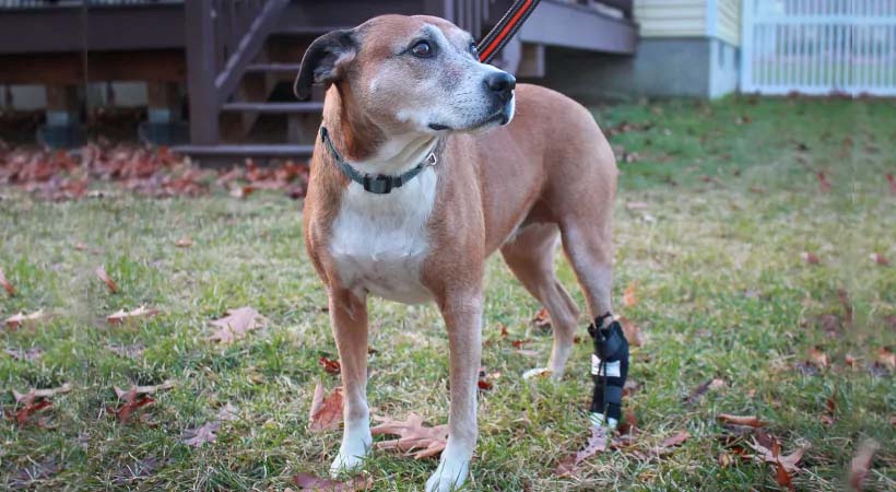 older dog in backyard modeling our No-Knuckle Training sockragging paws