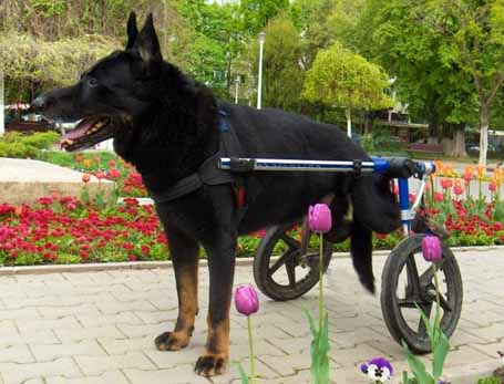 German Shepherds (GSD) can lose their ability to walk from injuries or illnesses