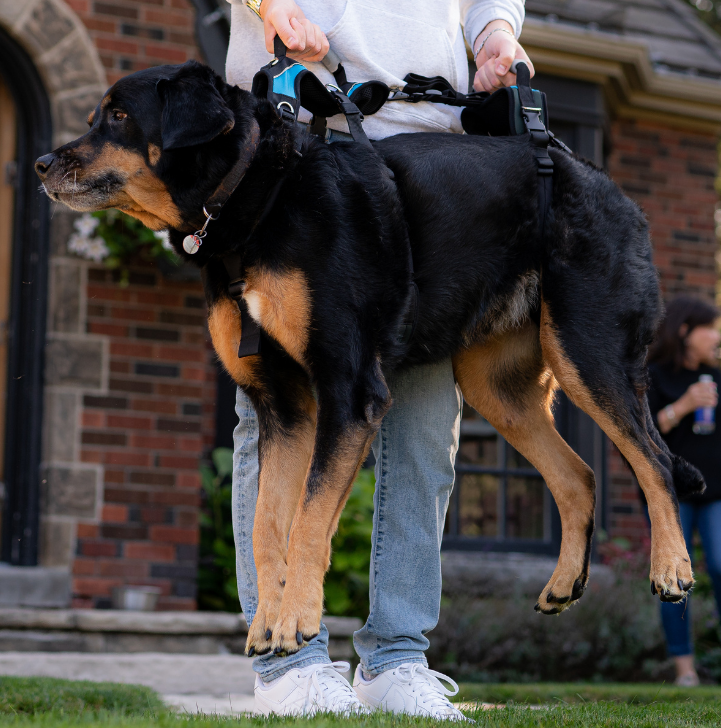 Harnesses for Dogs with Degenerative Myelopathy