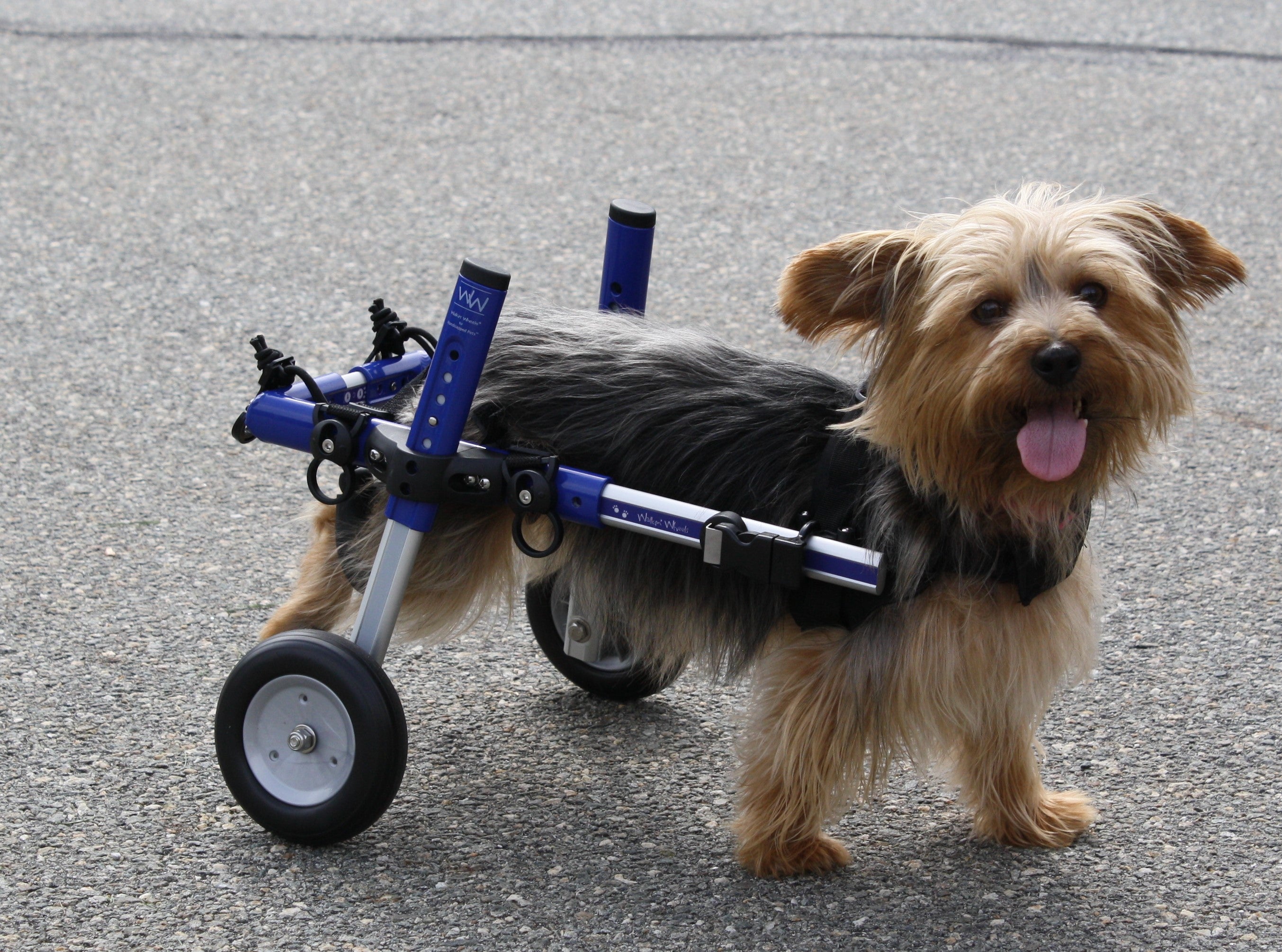 Yorkie paralyzed in rear legs