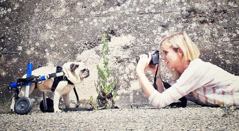 Lyra the Pug gets her photo taken