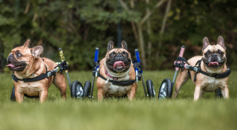 Disabled French Bulldogs in wheelchairs