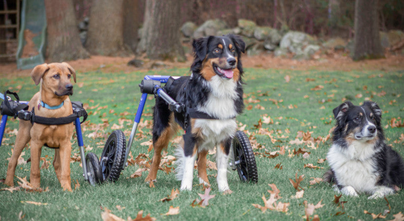 three dogs our enjoying the park. two dogs in their different-size Walkin' Wheels