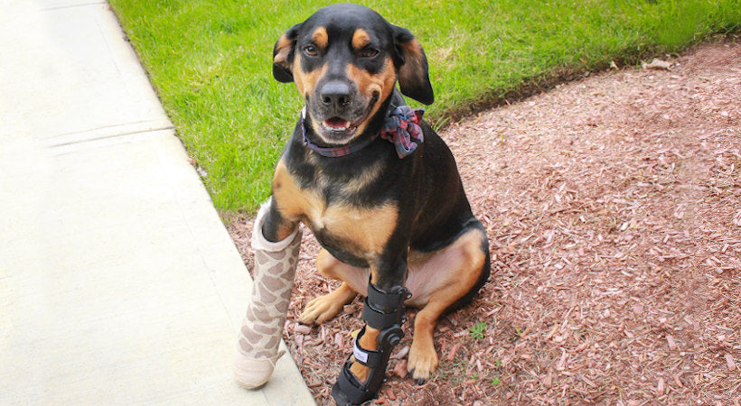 Adjustable Splint for pets