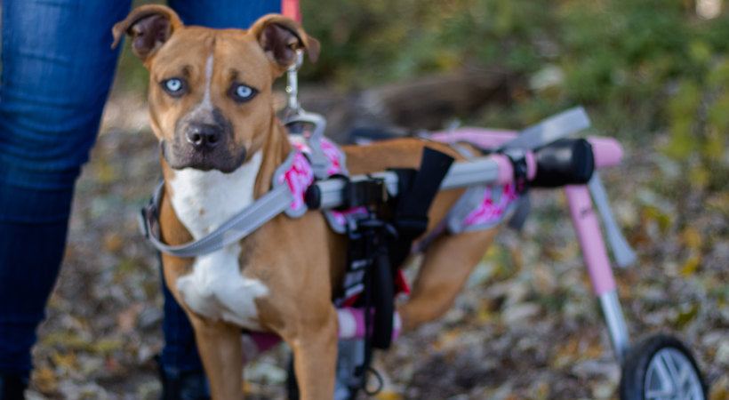 Arlo the rescue dog in his new Walkin' Wheels dog wheelchair