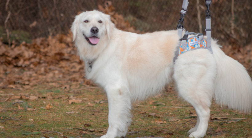 Walkin’ Warrior Rear Harness modeled on a dog sporting the Camo color option