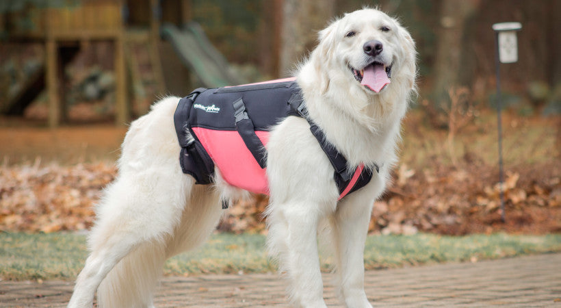 large dog in her pink Walkin’ vertebraVe