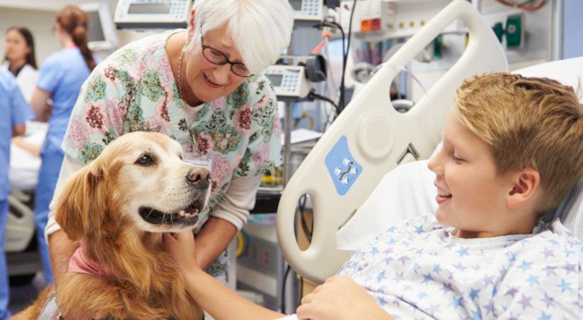 Therapy dog visits sick child at hospital