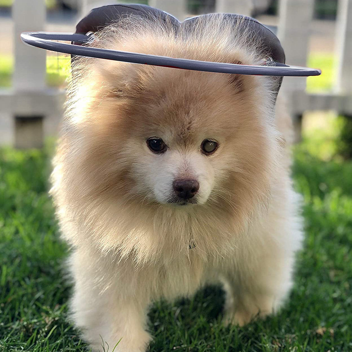 What Happens When a Dog Gets Glaucoma?