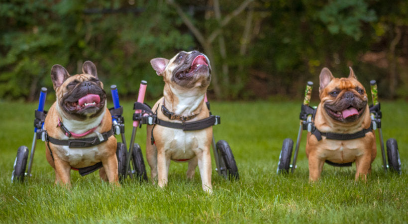 Paralyzed frenchies in Walkin' Wheels dog wheelchairs