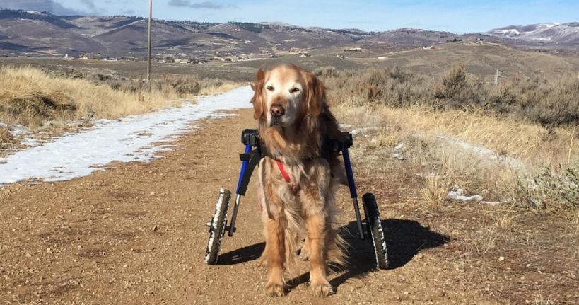 Senior Golden Retriever on Wheels