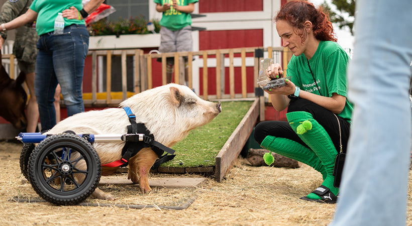 Disabled pig gets Walkin' Wheels wheelchair at Safe in Austin