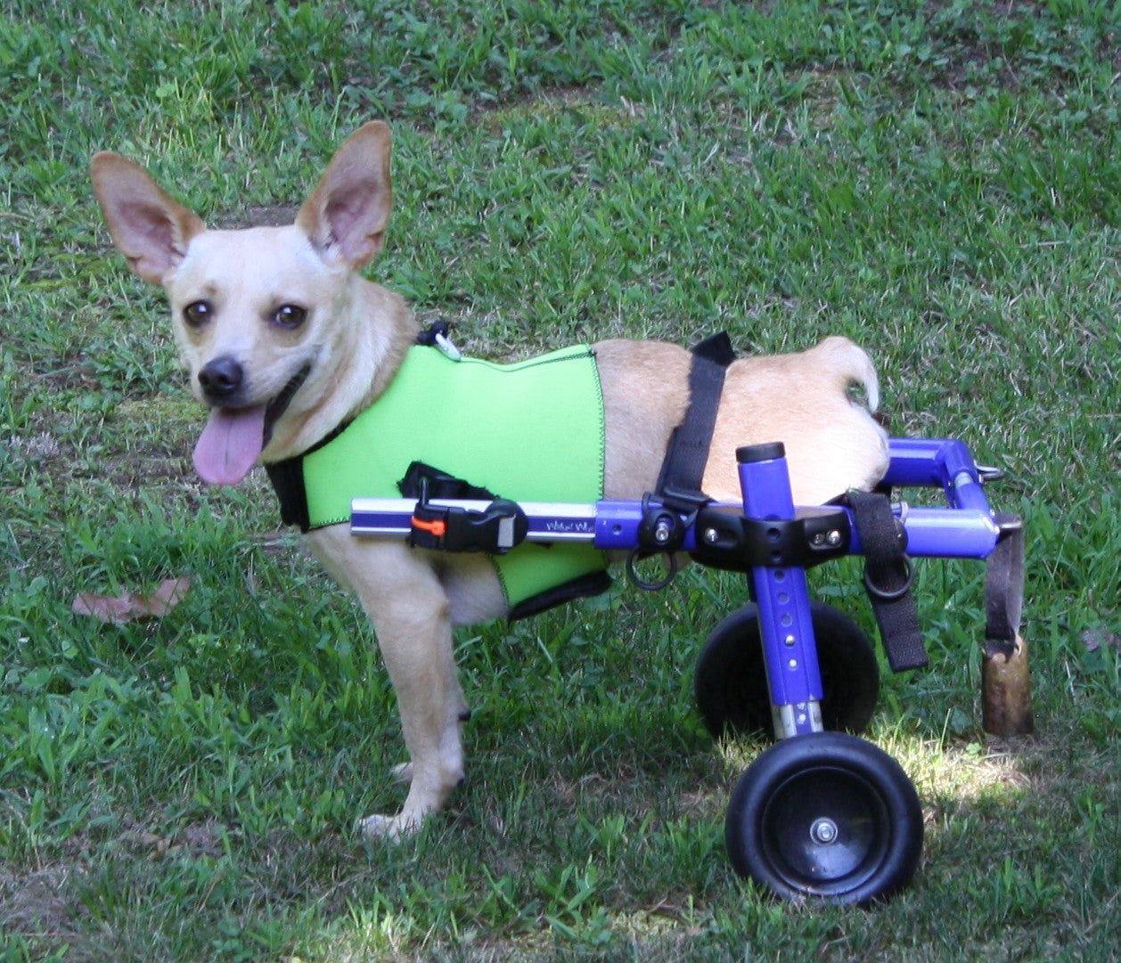 5 Reasons Why this Double Amputee Dog Chihuahua Is So Happy