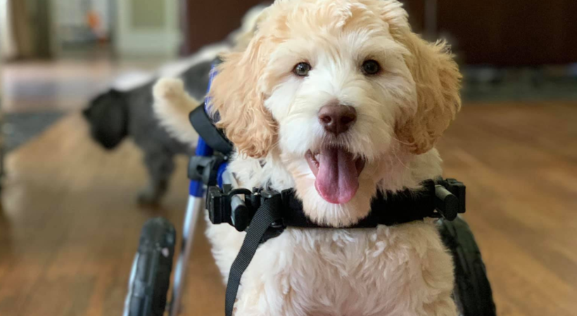 Happy dog, Benjamin enjoying a playroom built for a disabled dog