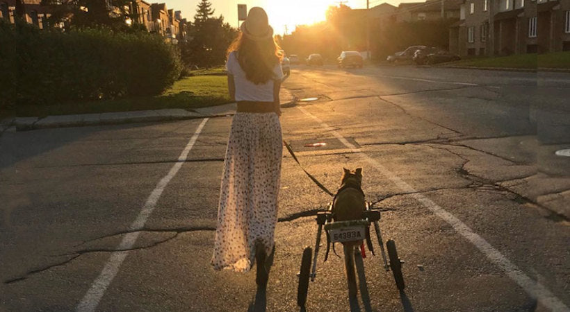 dog walking in wheelchair