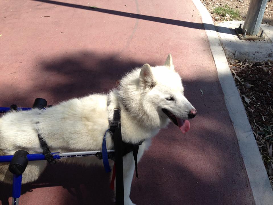 rear dog wheelchair for paralyzed dog