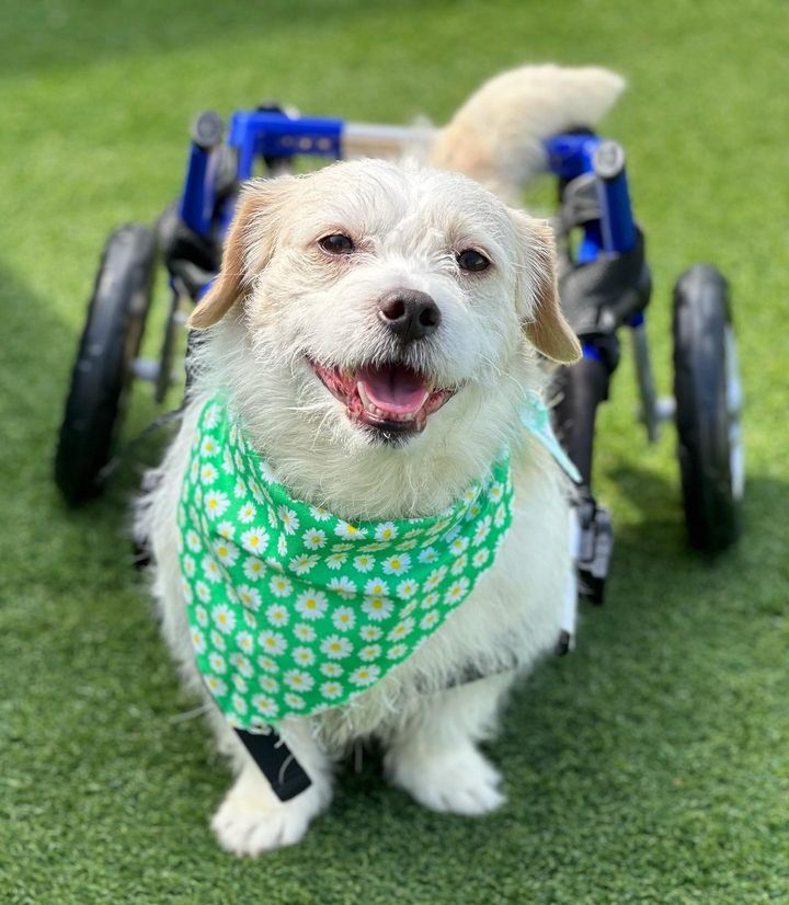 What Can I Do If My Dog Has DM?