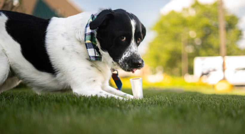 Dog eating his treat