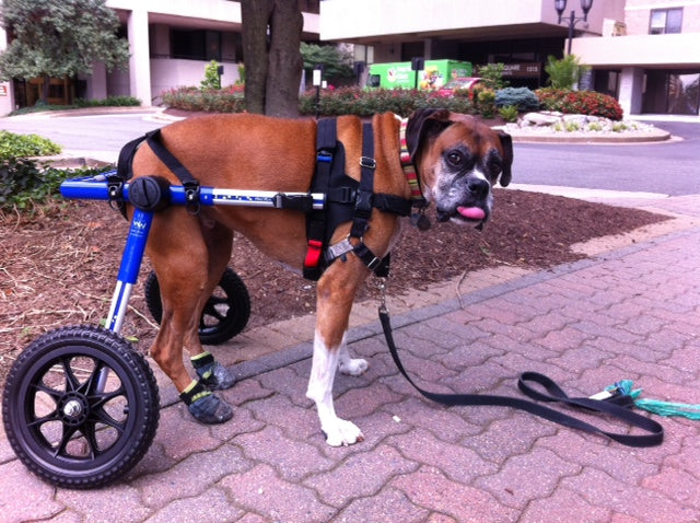 Boags Gets Used to Her New Walkin’ Wheels – Walkin’ Pets