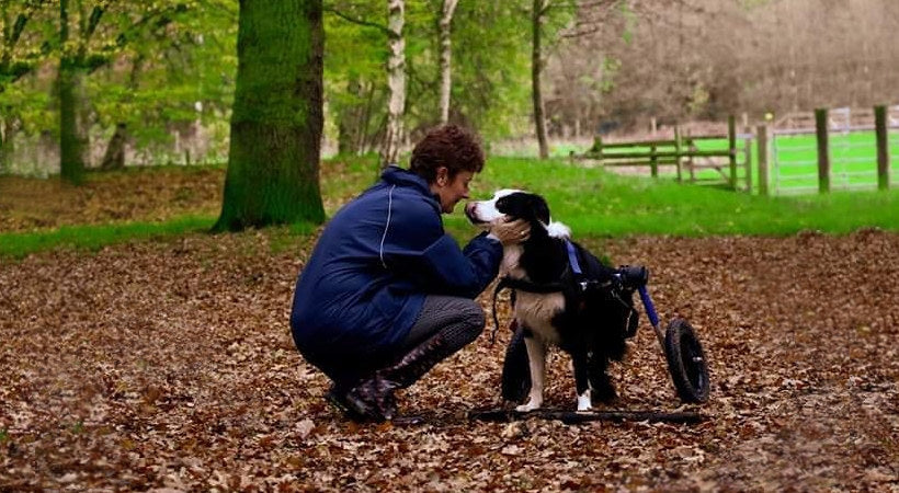 Helping older pets struggling to walk