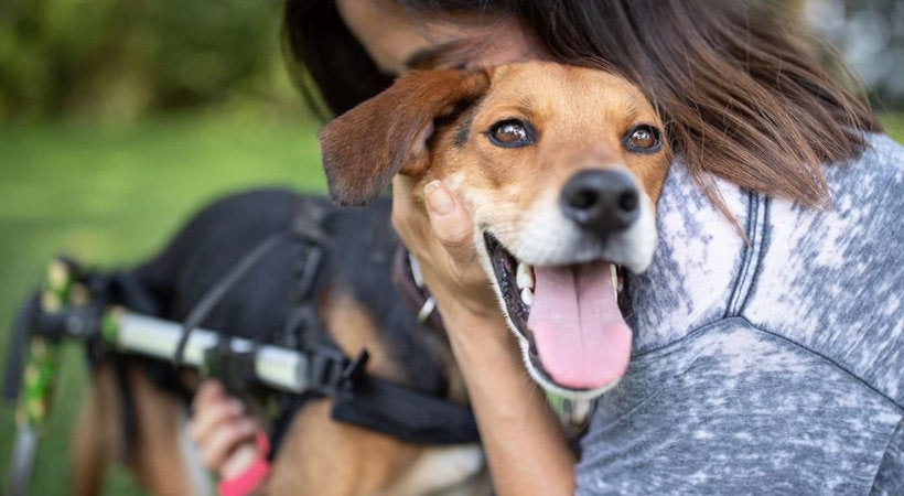 Walkin' Wheels therapy dog