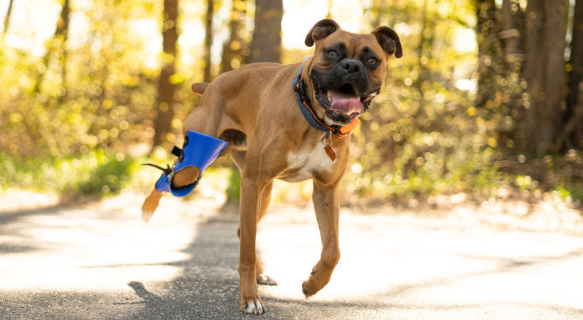 dog with torn ACL runs in knee brace