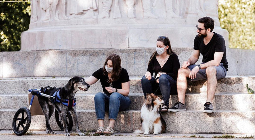 Senior dog in wheelchair gets outside during COVID pandemic