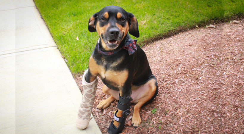 Dog with broken leg