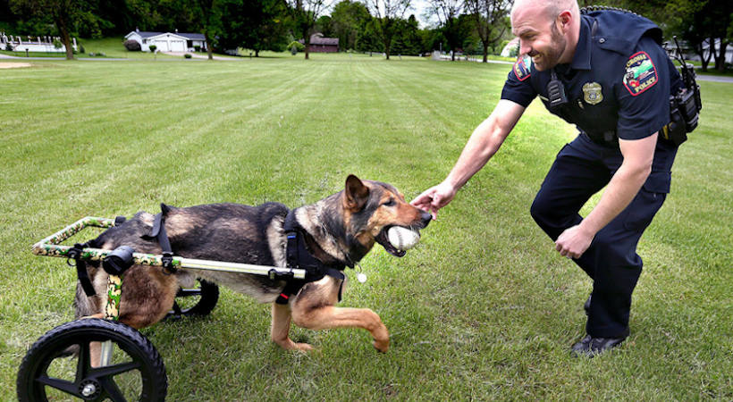 Disabled Police K9 Wheelchair